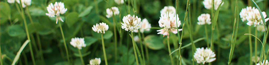 How to kill Clover in your Lawn when it’s Mixed in with Grass