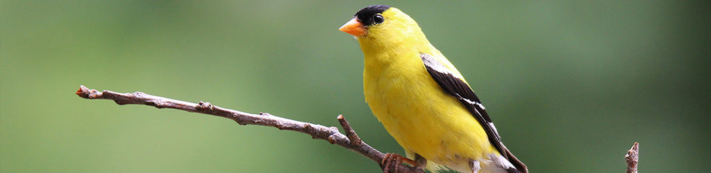 Goldfinches in Your Back Yard