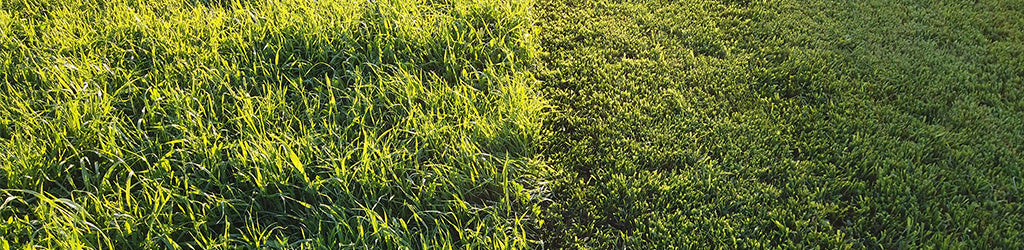 Preventing Heat Stress in Your Lawn