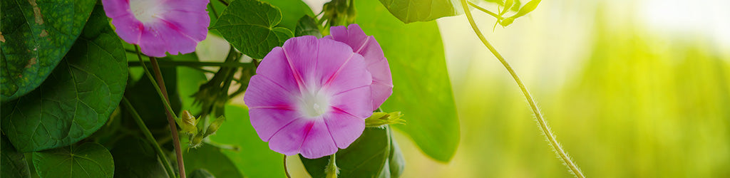 How To Control Morning Glory