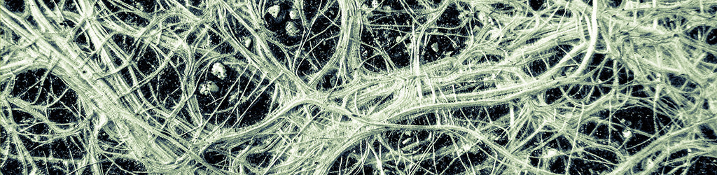 What Is Mycorrhizae