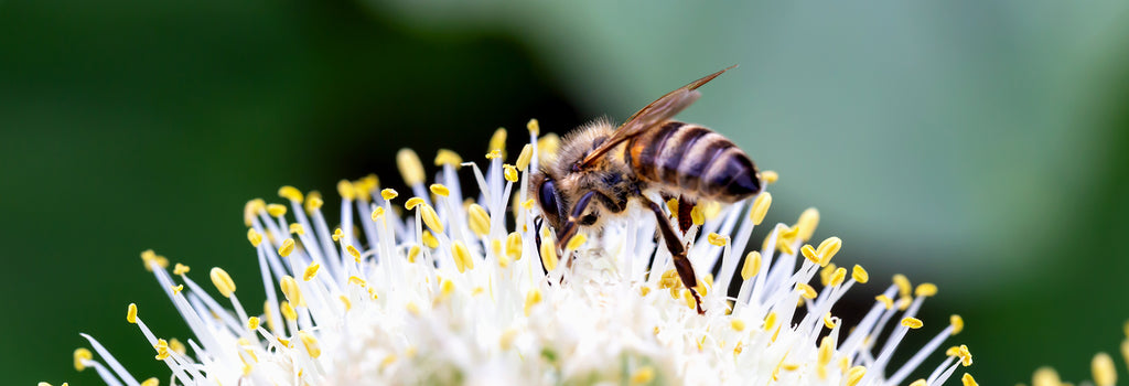 Bee Haven: Transforming Backyards in the Treasure Valley for Pollinators