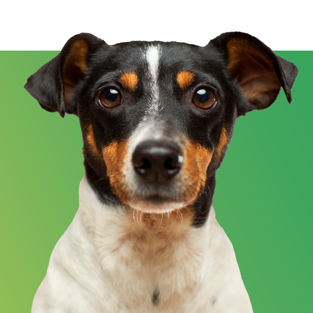 Dog Care Products Shop Products for Dogs Zamzows store