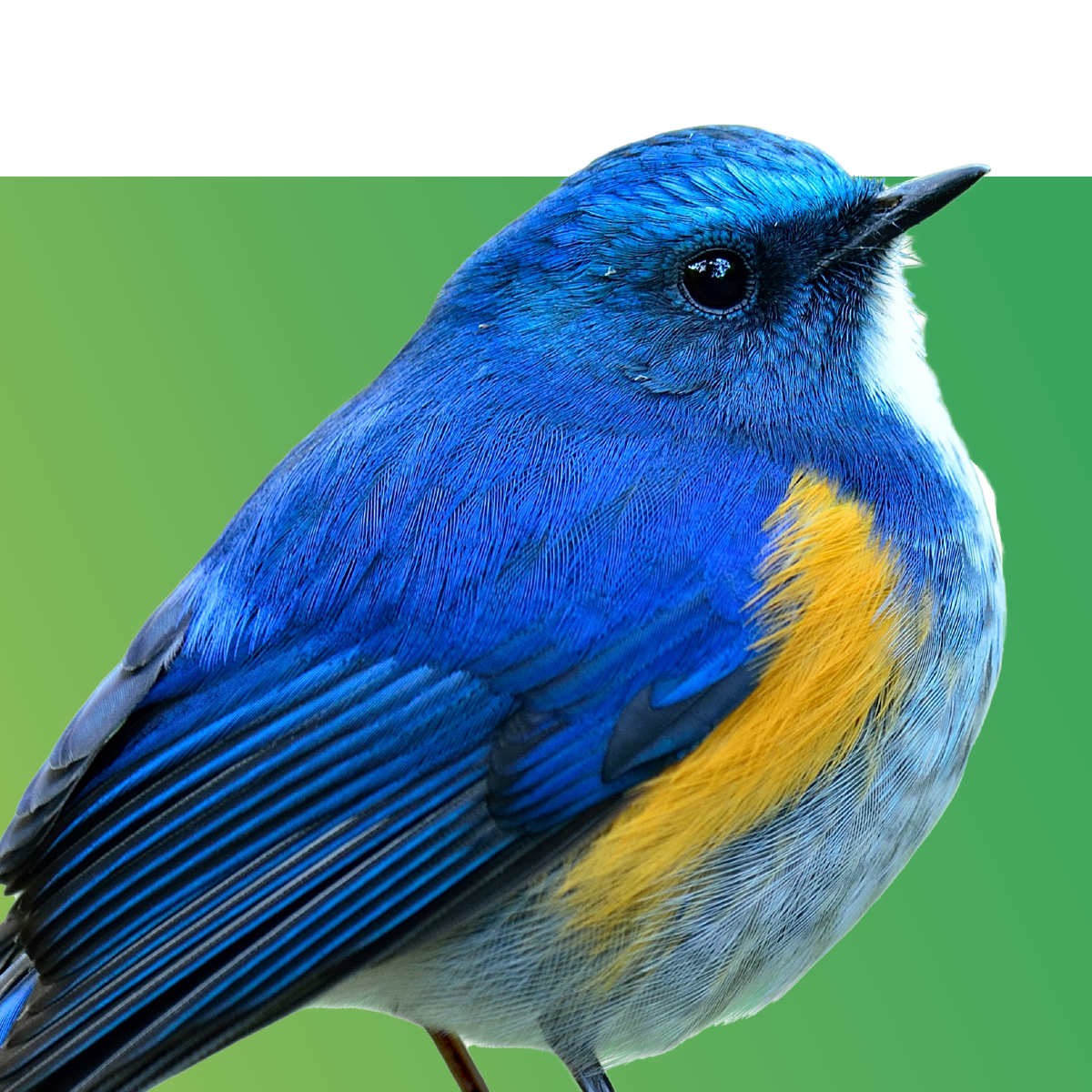 Wild Bird Supplies Bird Seed and Feeders Zamzows store