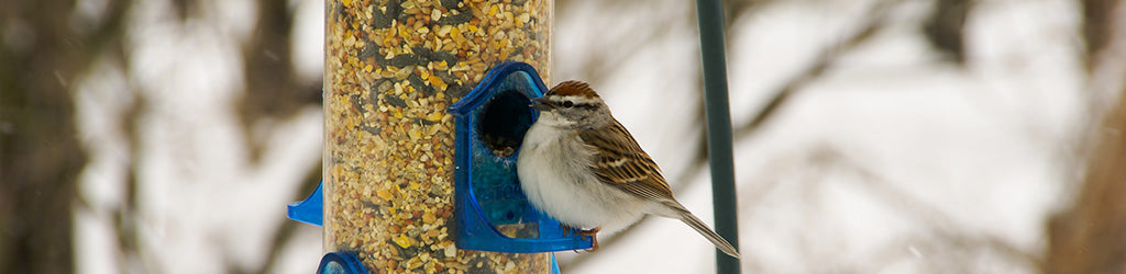 Feeding Wild Birds in Winter
