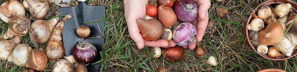 How To Dig Your Bulbs Up For Winter