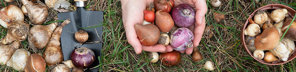 How to Dig Up Your Bulbs for Winter