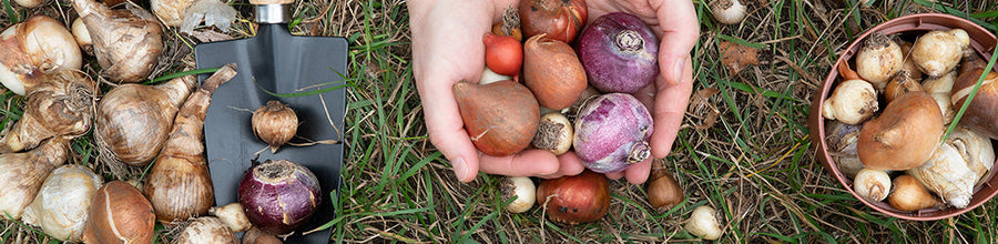 How To Plant And Store Bulbs In Fall