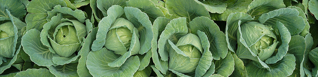 How to Control Cabbage Worms in the Garden
