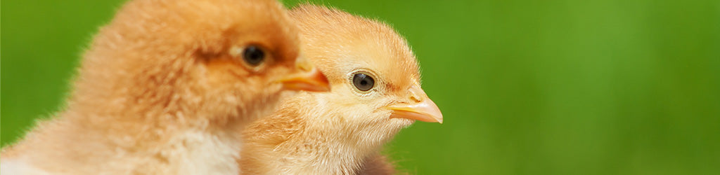 Tips and Tricks For Raising Chicks