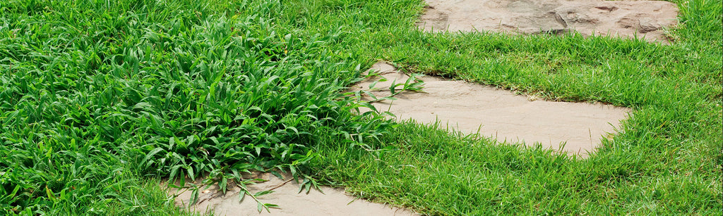 Preventing Crabgrass & Goose Grass