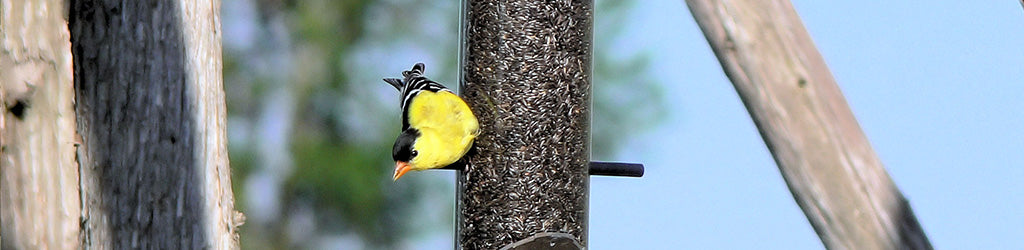 Where to Put Your Bird Feeder  All About Birds All About Birds