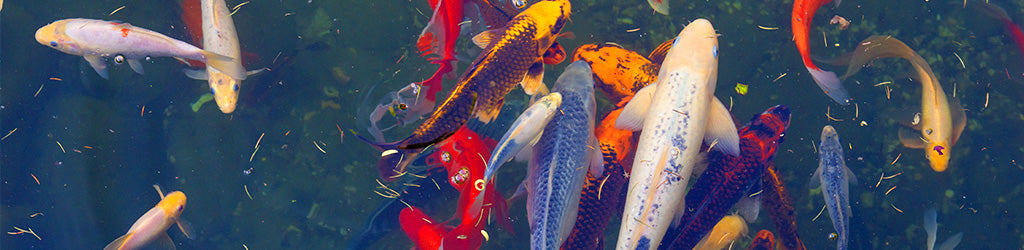 When to Start Feeding Your Pond Fish