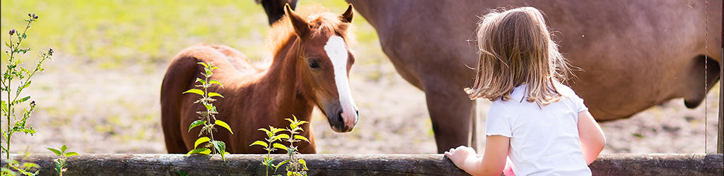 Feeding Horses in Idaho