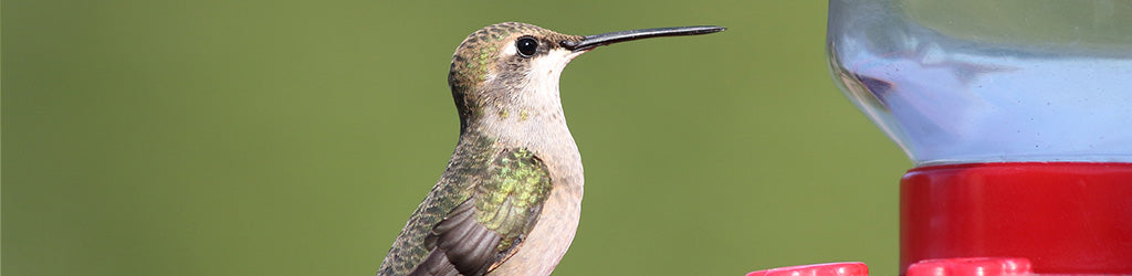 Hummingbirds That Frequent the Treasure Valley