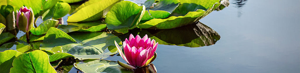 What U.V. Sterilizers Can do For Your Pond