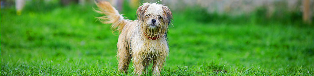 Muddy Yards and Muddy Paws