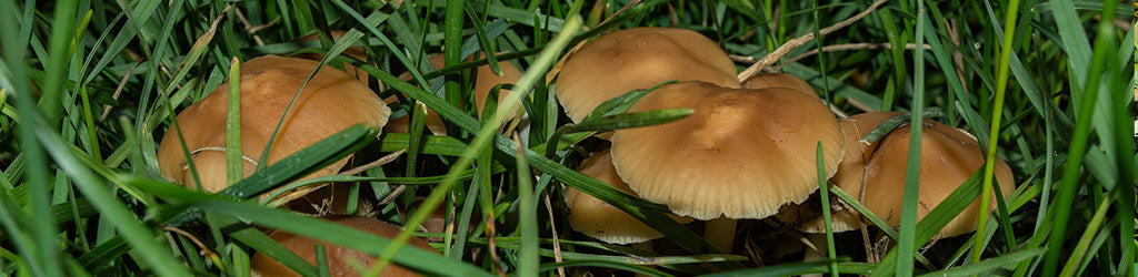 Lawn Mushrooms in Idaho