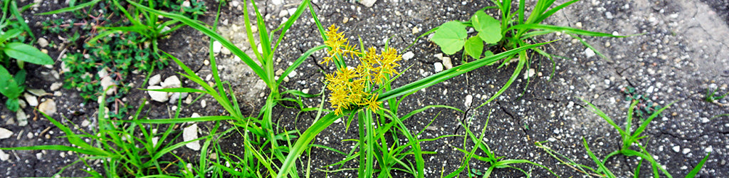 Controlling Yellow Nutsedge in your Lawn