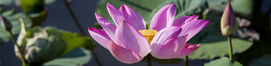 Pond plant clearance store near me