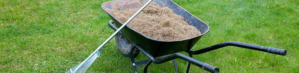 Spring Lawn Prep - What is Thatch?