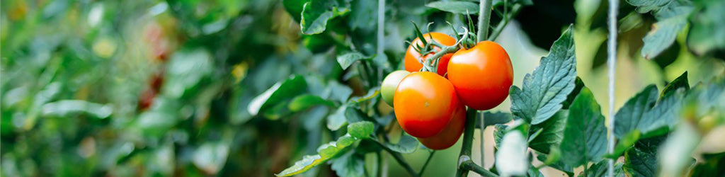 Zamzows Tips For Growing Tomatoes