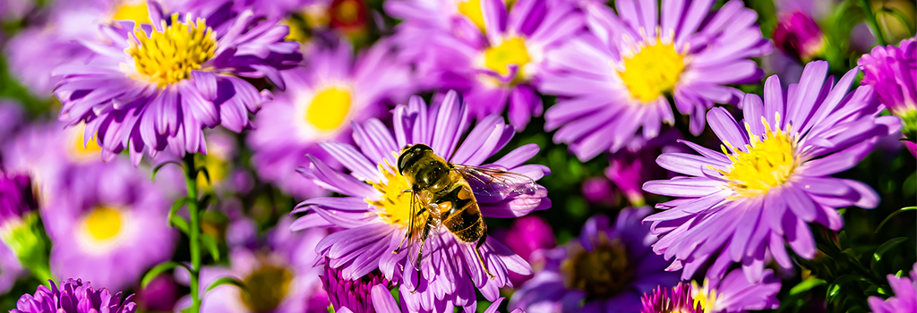 Buzzworthy Blooms: Exploring the Treasure Valley's Most Sought-After Pollinator Flowers