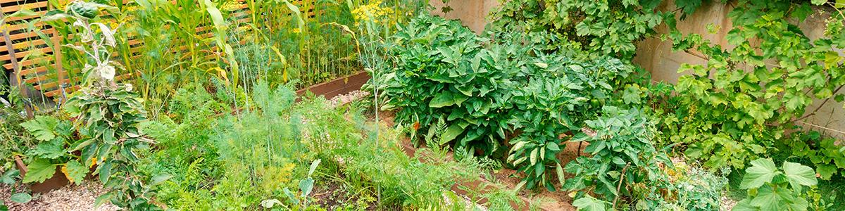 Supercharge Your Garden with Strategic Companion Planting: Tips, Trick ...