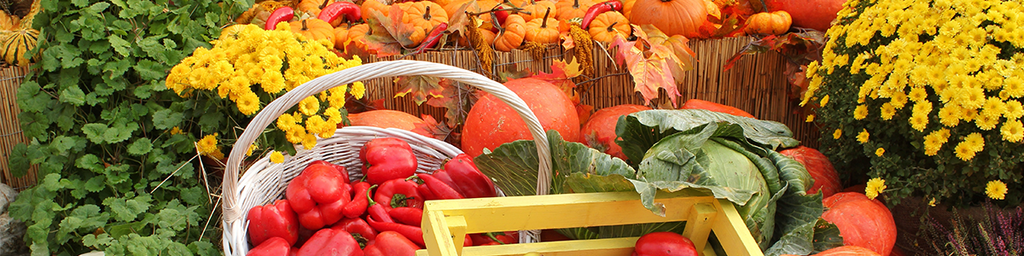 Fall Gardening Delights: Setting the Stage for a Bountiful Future