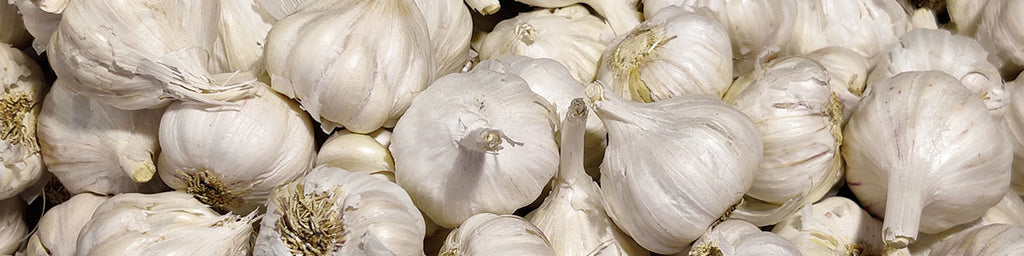 Locally Grown Seed Garlic for Idaho Gardeners.