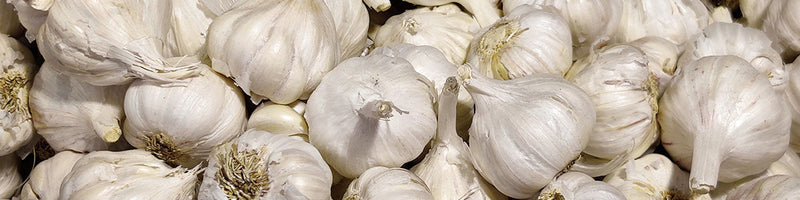 Locally Grown Seed Garlic for Idaho Gardeners