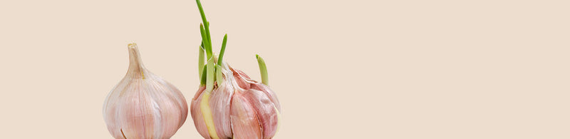 How to Plant Your Own Certified Garlic Bulbs