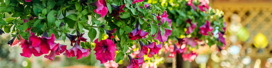 Mother's Day Hanging Flower Baskets  Zamzows store
