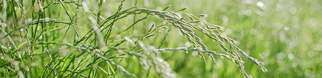 Controlling Quack Grass in the Lawn – Zamzows store