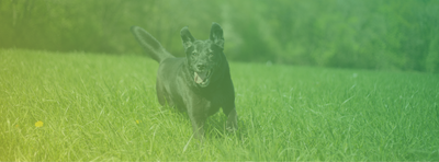 Pet Products | Food, Toys and Supplies – Zamzows store