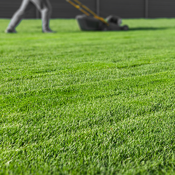New Turf First Cut Of New Lawn First Mow Of Spring Lawn Mowing Advice
