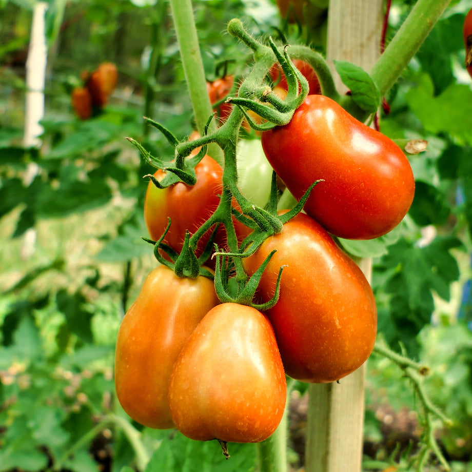 Zamzows Tomato Growers Central – Zamzows store