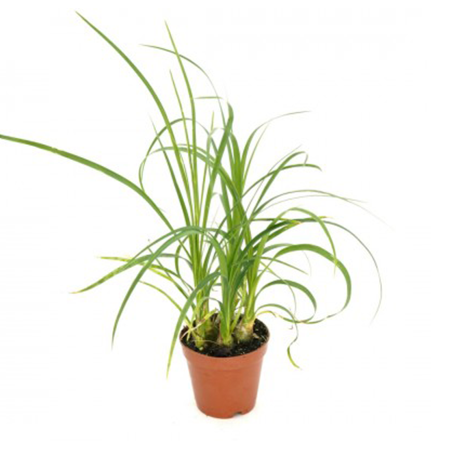 Beaucarnea Ponytail 2 IN