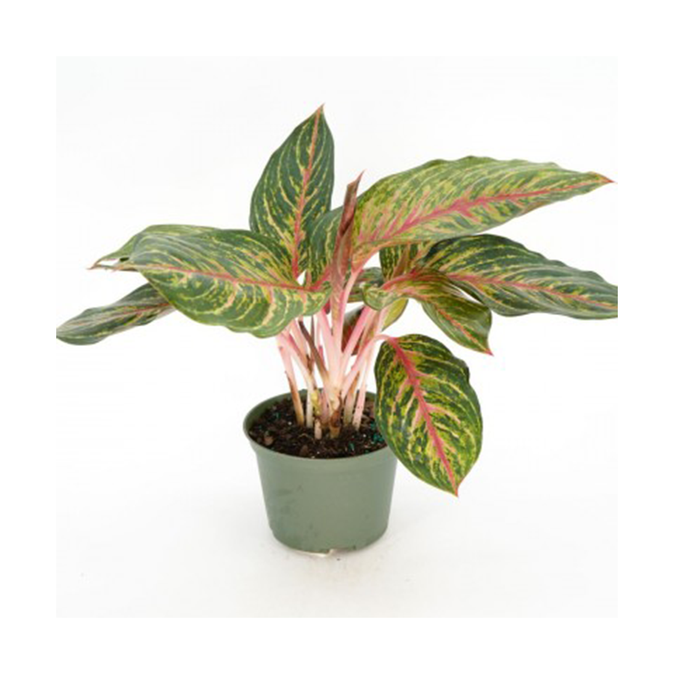 Aglaonema Rubi 6 IN