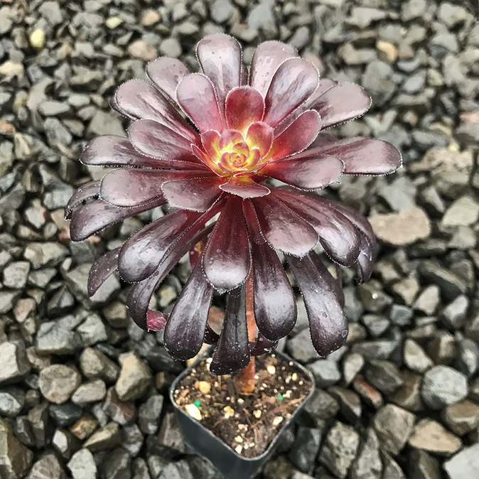 Aeonium arboreum Zwartkop 2 IN