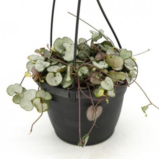 Ceropegia woodii Silver Glory Hanging Basket 6 IN