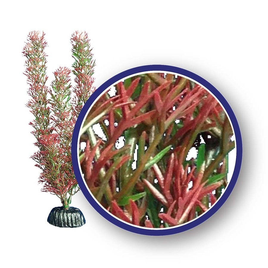WECO Foxtail Plant Red 6 IN