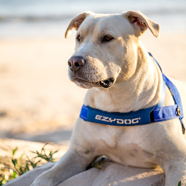 Ezydog Quick Fit Harness Red LRG – Zamzows store