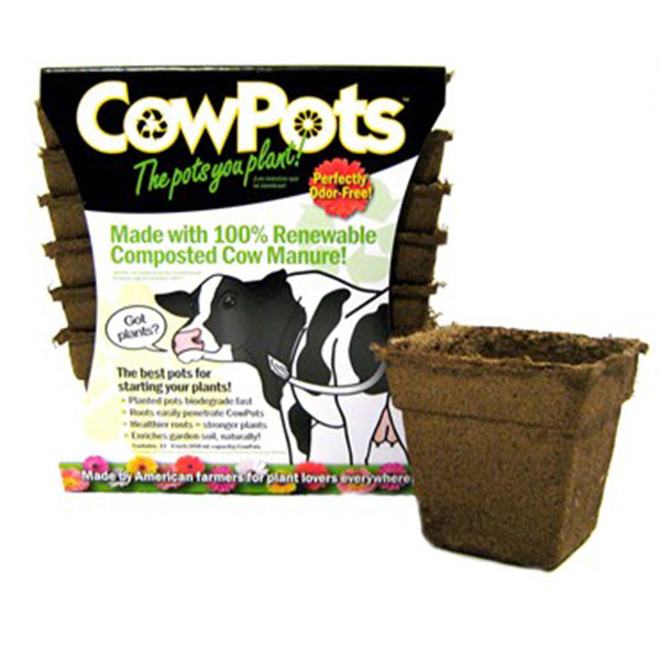 Cow Pot Square #4 12 CT